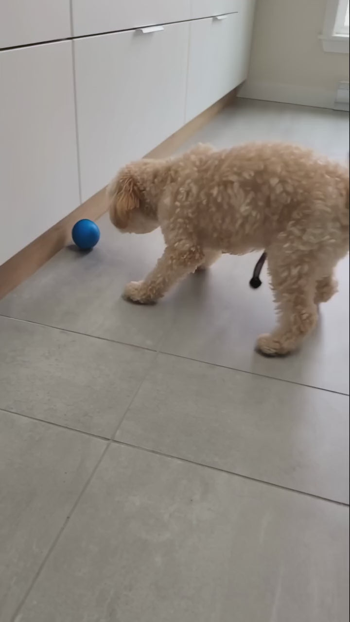 Poodle playing with the self-moving OrbiPaw ball